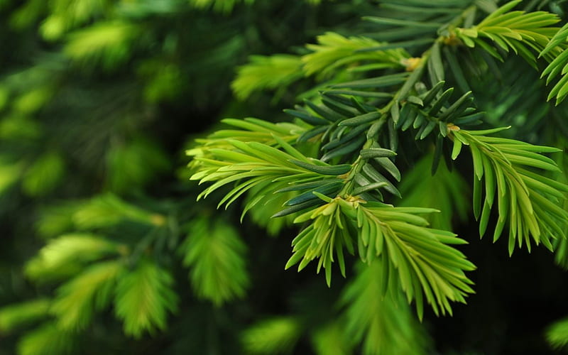 Green Pine Leaves, leaves, pine, green, HD wallpaper