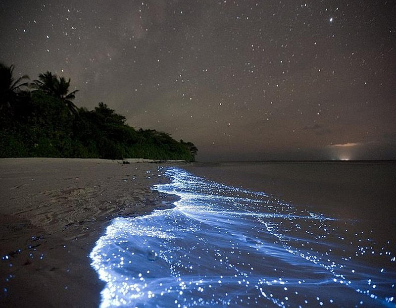 Sea of Stars Vaadhoo Island Maldives  Bioluminescent bay Maldives beach  Nature