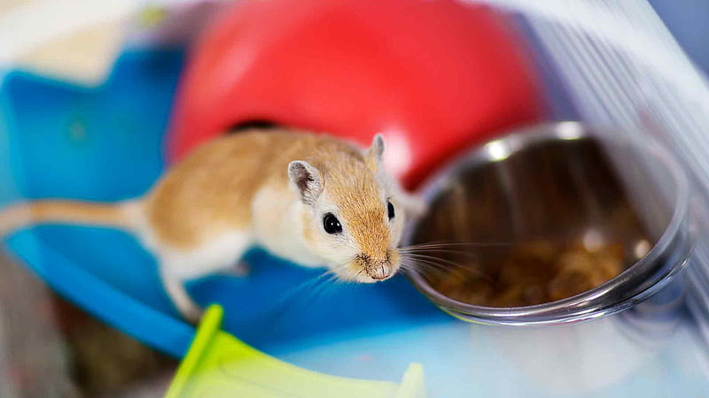 Gerbil Lifespan: How Long Do Gerbils Live As Pets And In The Wild?, HD wallpaper