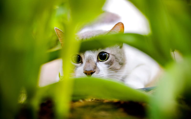 Cat Hiding-Animal World Series, HD wallpaper