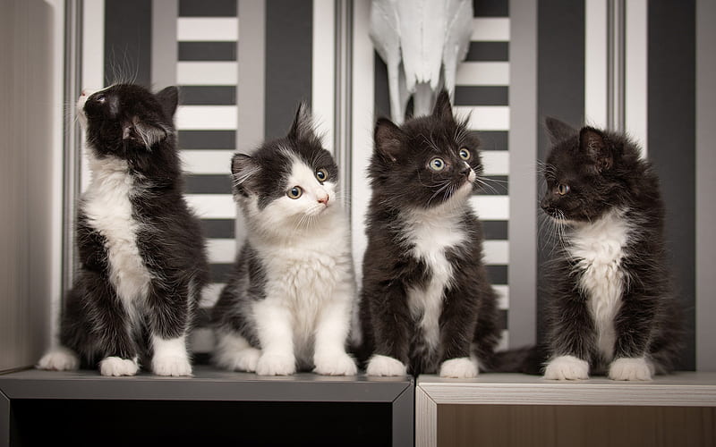 black and white siberian cats