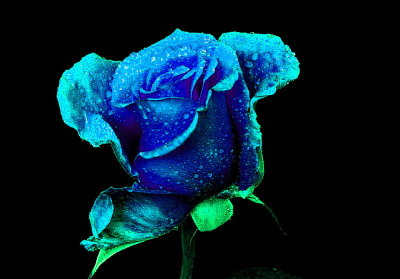 Blue Rose, fantasy, rose, romance, love, petals dewdrops, sudective, blue, HD wallpaper