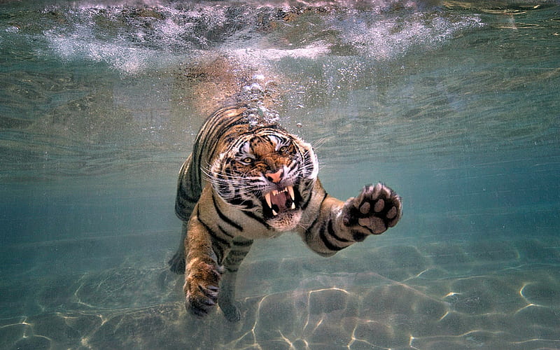 Tiger Swimming at San Diego Zoo, Zoo, Tiger, Swimming, Animals, HD wallpaper