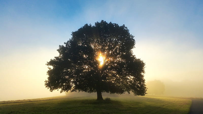 Misty Oak, tree, oak, Sunrise, fog, mist, HD wallpaper