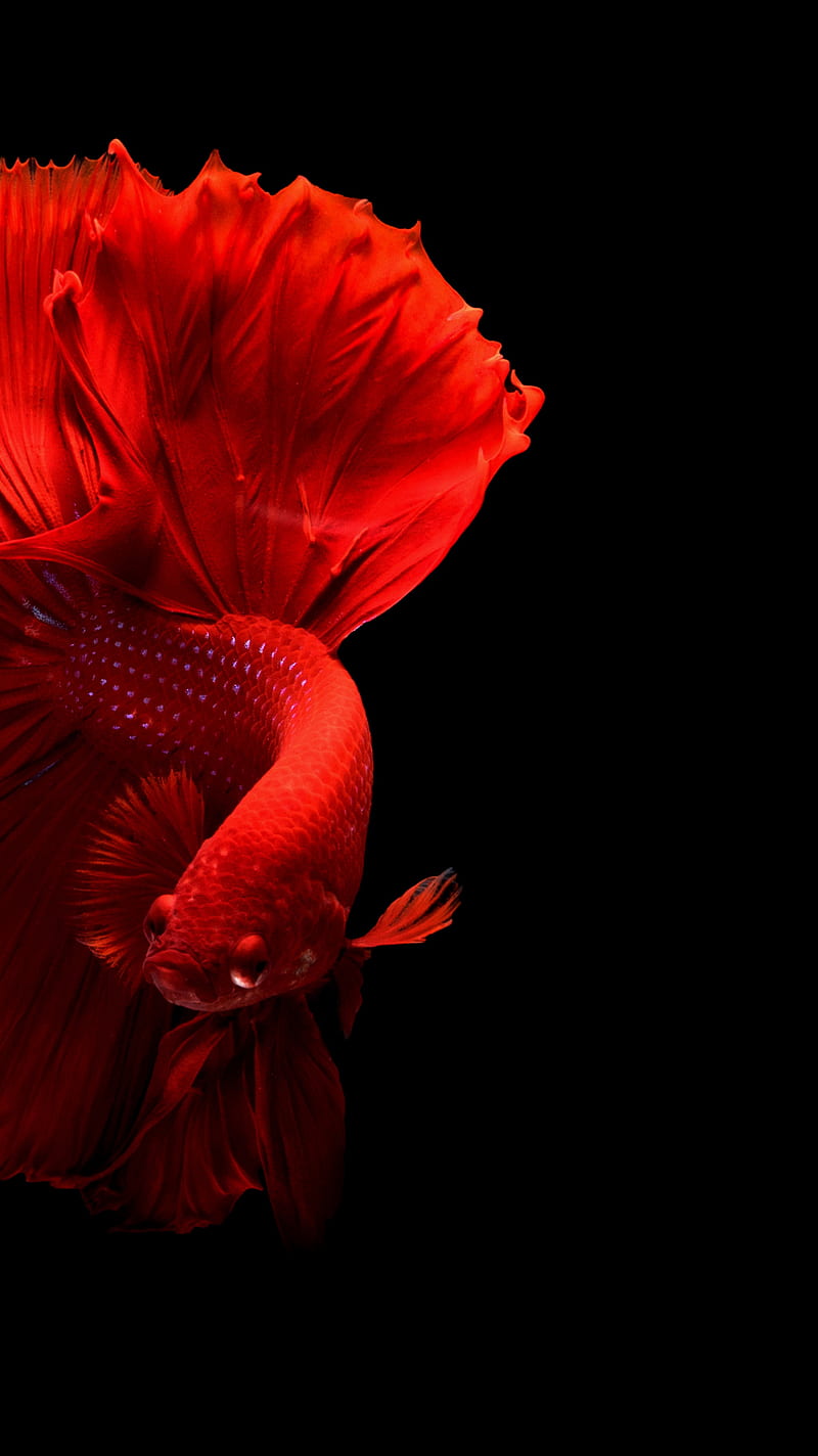 Red Fish , red, fish, dragon, orange hearts, aquarium, black ok4nx, HD phone wallpaper