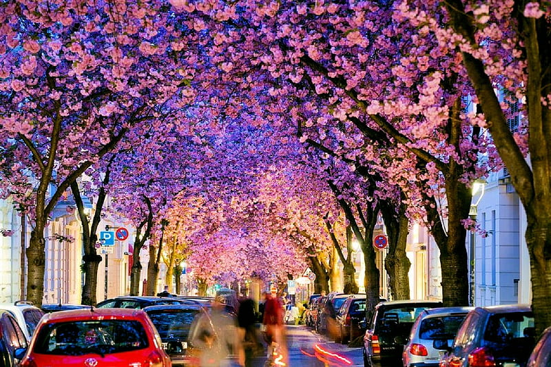Springtime in Bonn, Germany, carros, blossoms, trees, cherry, street, HD wallpaper