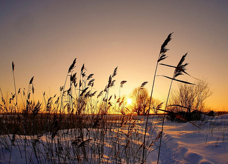 Winter Sunset, willow, footpath, snow, nature, sunset, sky, HD wallpaper
