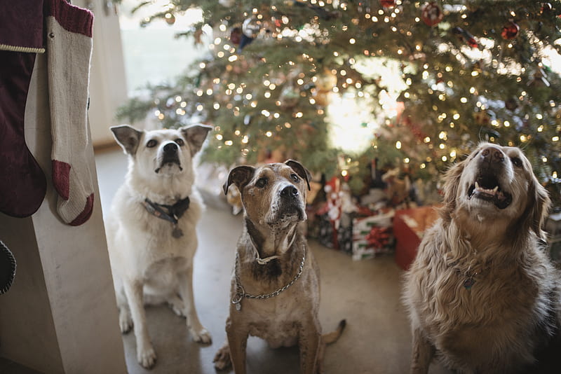three gray dogs near the Christmas tree looking up, HD wallpaper
