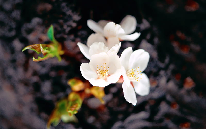 White Plum Blossom Beautiful Flower gtaphy, HD wallpaper