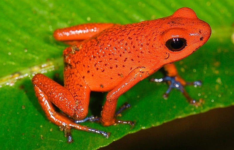 STRAWBERRY POISON FROG, POISON, FROG, STRAWBERRY, HD wallpaper