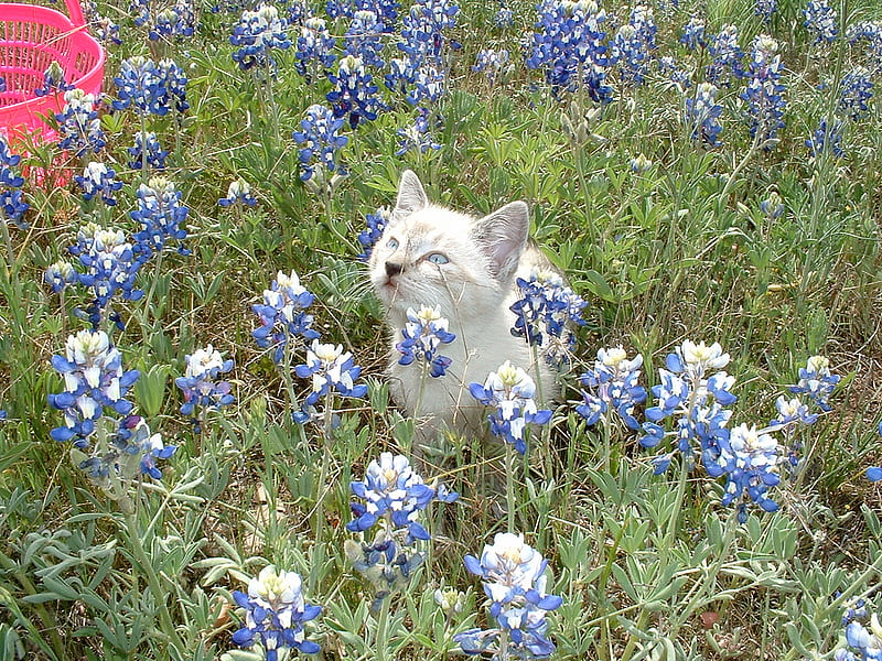 Spring Kitty, white grey, little, kitty, flowers, spring, field, HD wallpaper