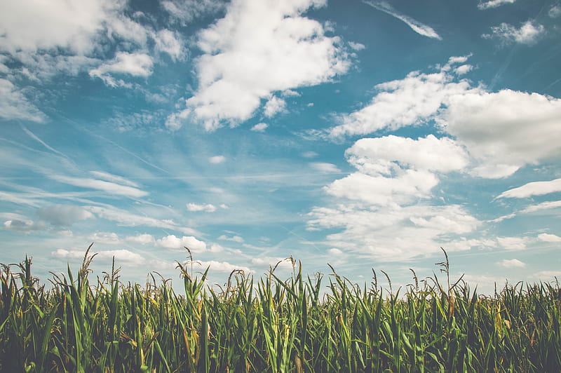 green cornfield under cloudy sky, HD wallpaper
