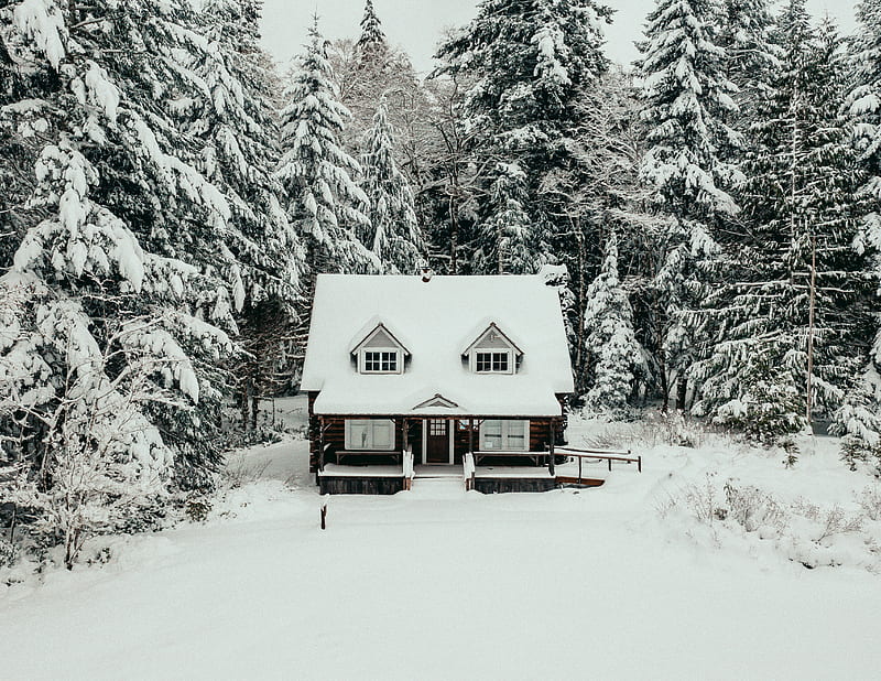 house, forest, snow, winter, nature, HD wallpaper