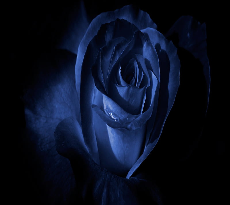 Blue Rose, blue, rose, HD wallpaper | Peakpx