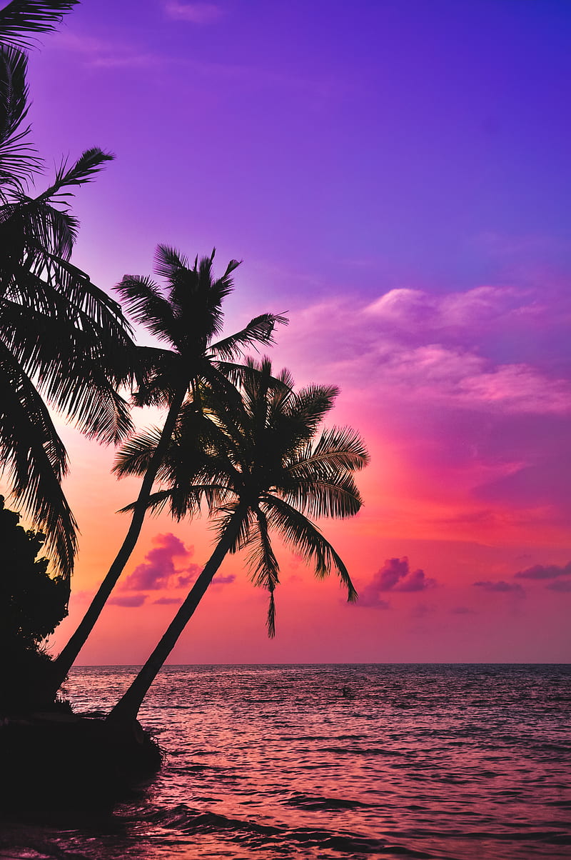 silhouette graphy of coconut palm trees, HD phone wallpaper