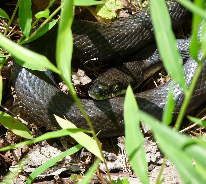 Snake in the grass, black, HD wallpaper