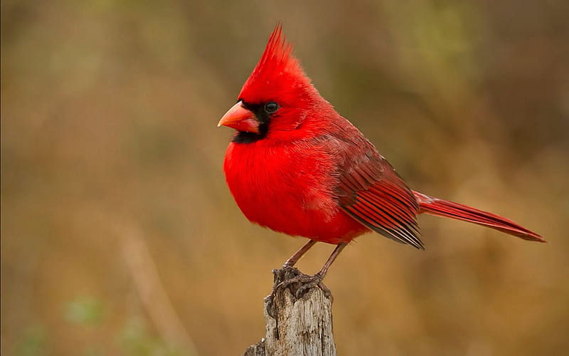 Red Cardinal, Red, Animals, Cardinal, Birds, HD wallpaper