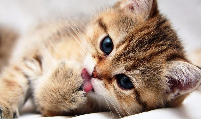 Licking My Paws, paw, cute, nice, kitty, HD wallpaper