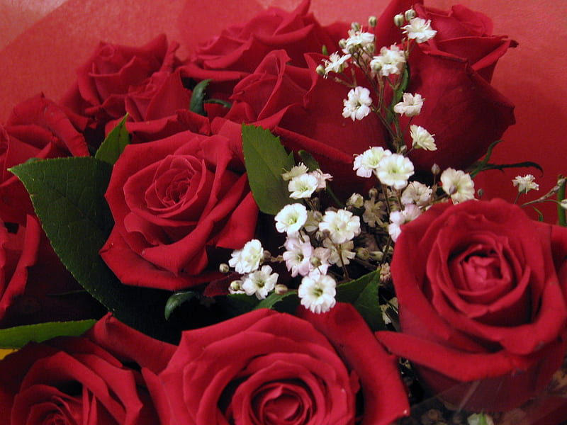 For the Nexus Women, red, bunch, flowers, roses, gift, white, HD ...