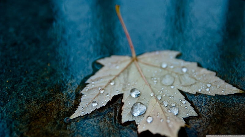 Drops in the blue, fall, autumn, rain drops drops, abstract, leaf, leaves, graphy, water nature, rain, blue, HD wallpaper