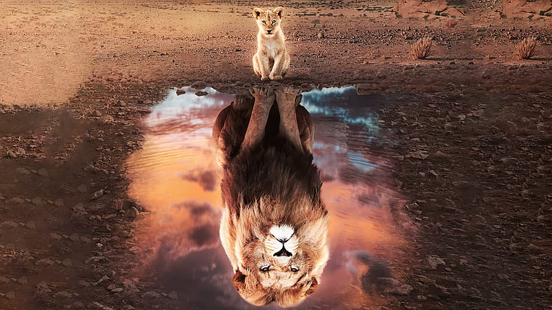 Movie, The Lion King (2019), Lion, Reflection, HD wallpaper