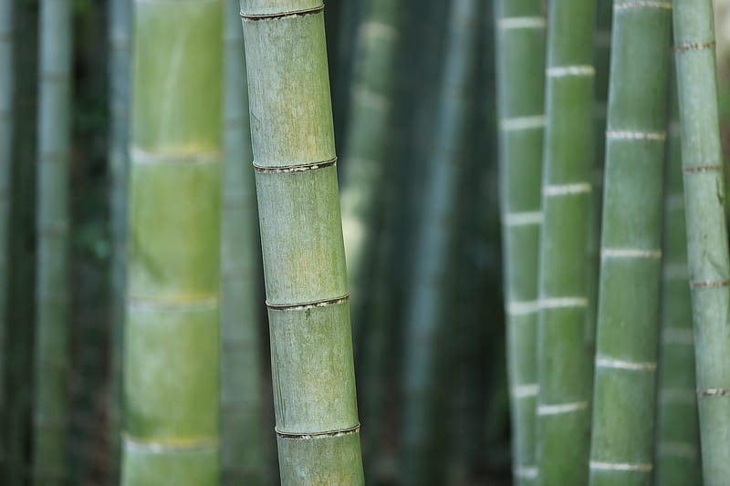 green bamboo shoots, HD wallpaper