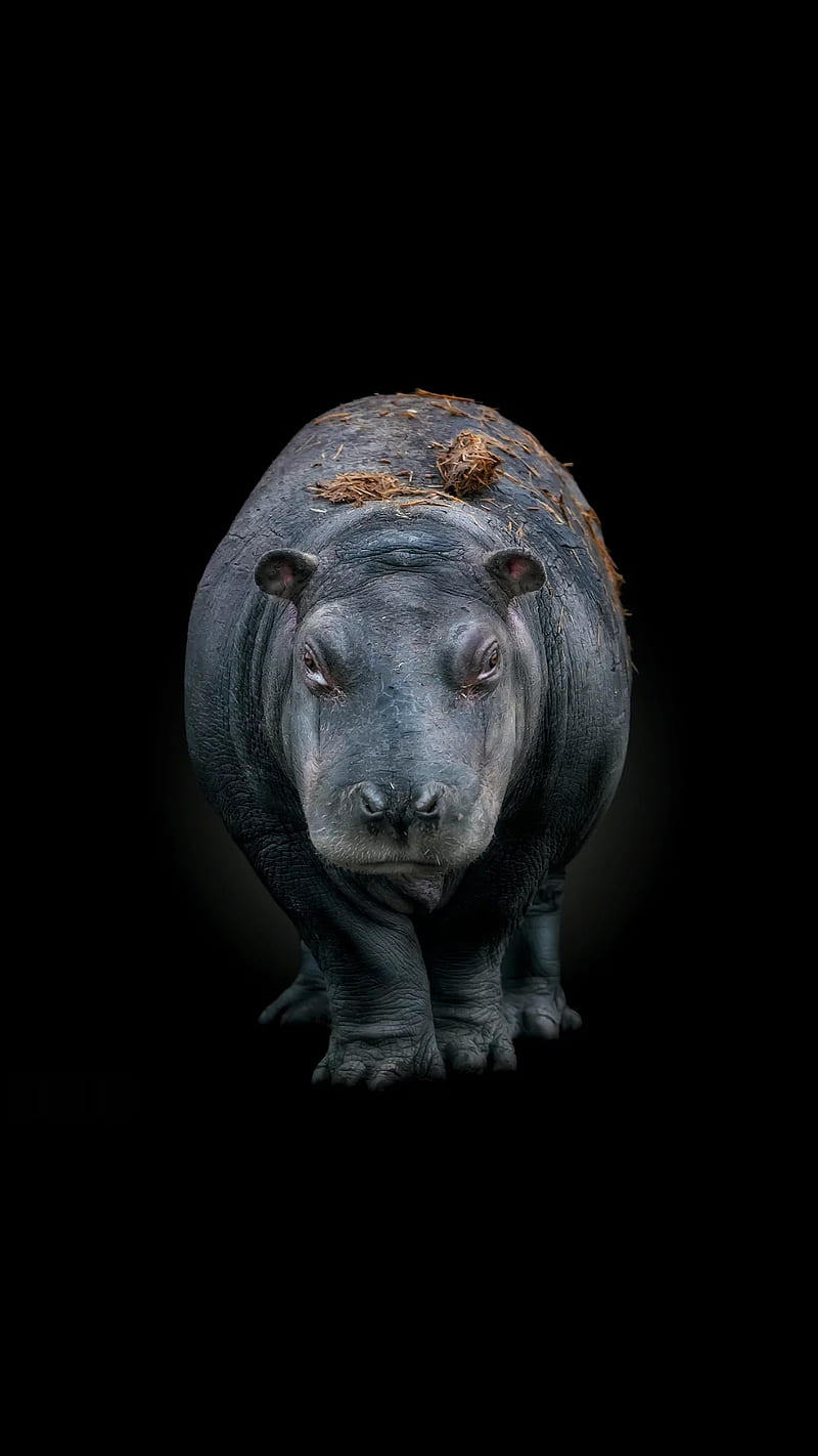 Little Hippo, animal, black, face, gris, hippopotamus, small, young, HD phone wallpaper