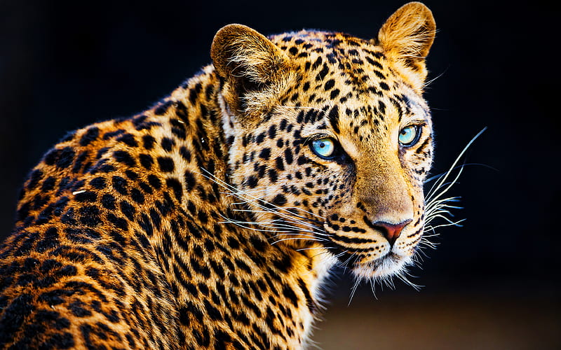 Leopard close-up, wildlife, predators, mammals, Panthera pardus, leopard  with blue eyes, HD wallpaper | Peakpx