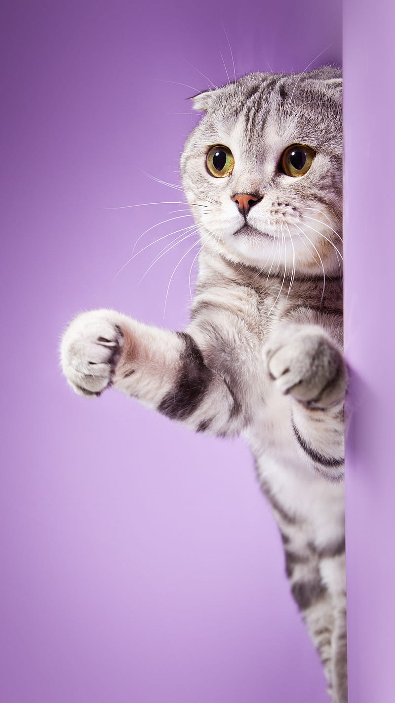 Cute cat, bonito, cats, kitten, meow, pets, puro me, HD phone wallpaper