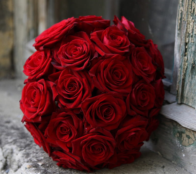 Roses, flower, nice, red, rose, HD wallpaper