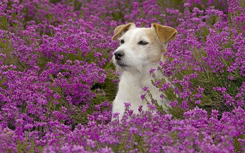 Jack Russell Terrier, HD wallpaper