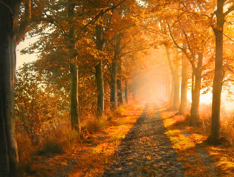 Misty orange, autumn, walkway, orange, trees, mist, HD wallpaper | Peakpx