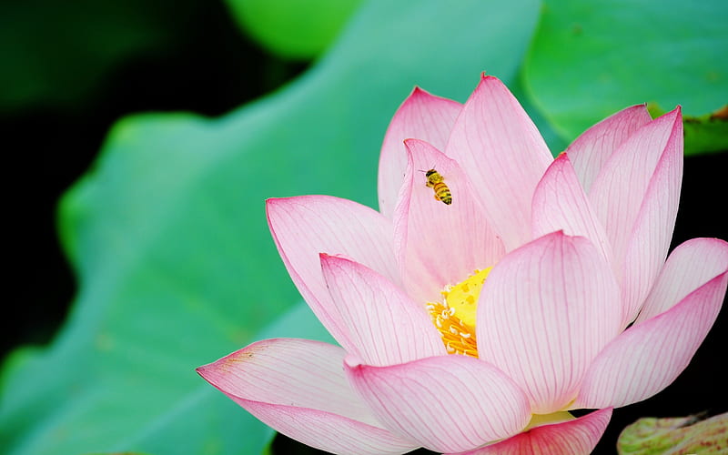 Summer Lotus graphy 01, HD wallpaper