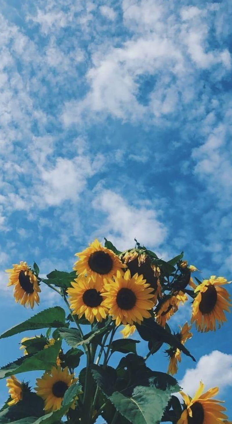 Aesthetic, calm, flowers, pretty, sunflowers, vintage, HD phone