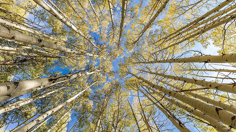 Worm's Eye View Of Birch Fall Forest Trunk Nature, HD wallpaper