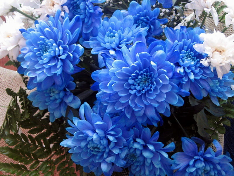 *** Blue Flowers ***, niebieskie, margerytki, kwiaty, nature, HD wallpaper