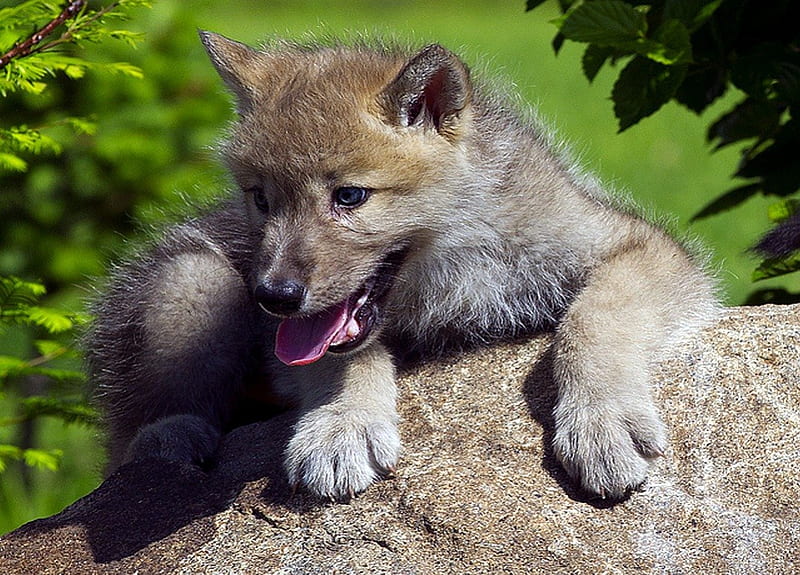 Looking for Mom, little Wolf, predator, cub, nature, stone, HD ...