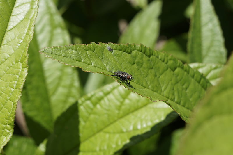 Housefly On Leaf, bugs, nature, housefly, animals, insects, HD wallpaper