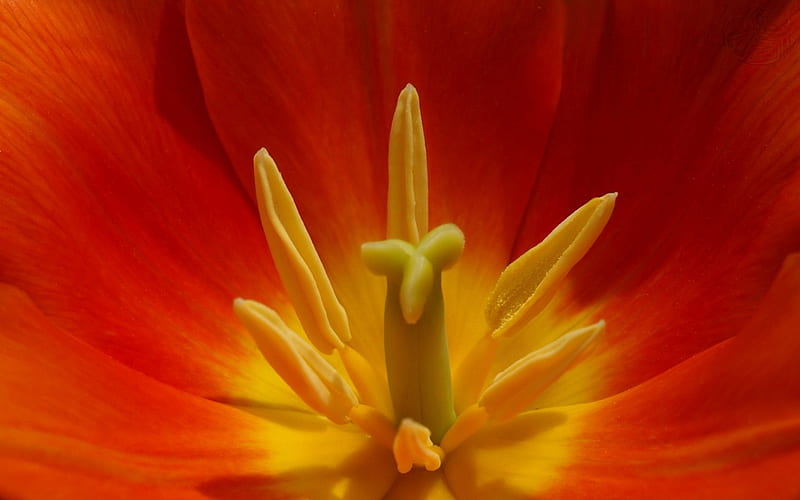 TULIP MACRO, lovely, orange beautiful, close up, macro, flower, beauty, nature, stamen, natural, HD wallpaper