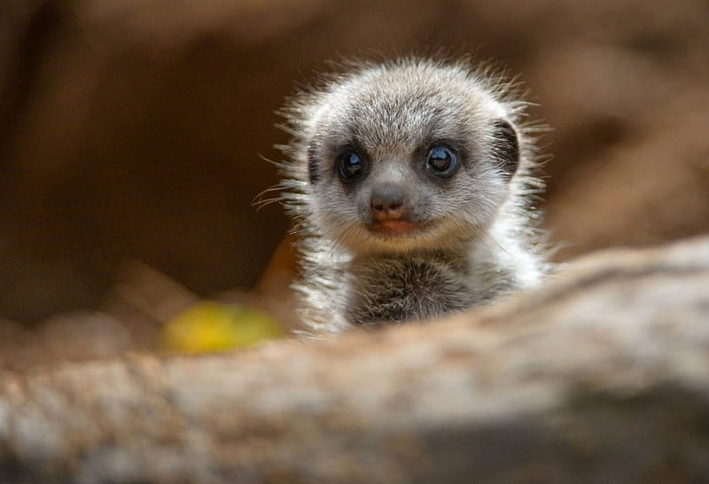 I can See You, Baby, Meerkats, Animals, Sweet, HD wallpaper