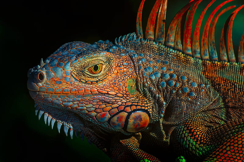 Iguana, HD wallpaper