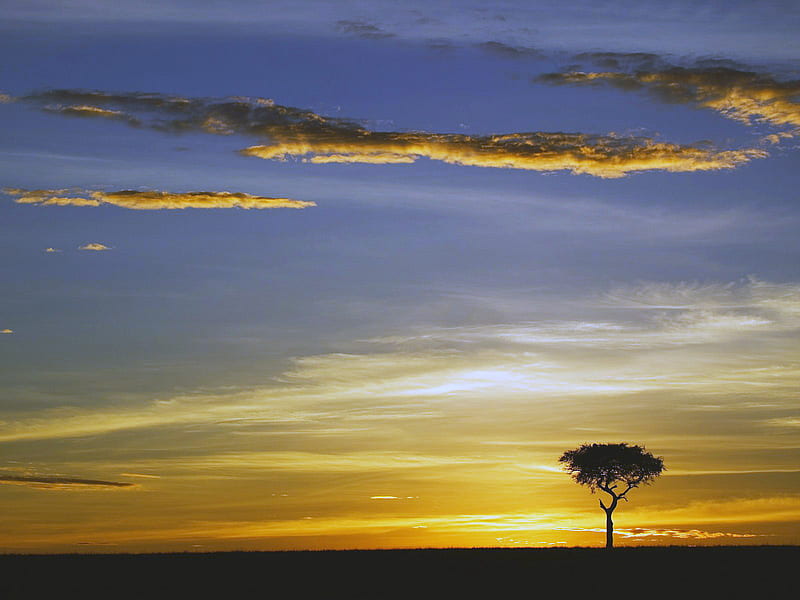 Sunrise Masai Mara Kenya, kenya, tree, masai mara, sunrise, clouds, acacia, sky, africa, HD wallpaper