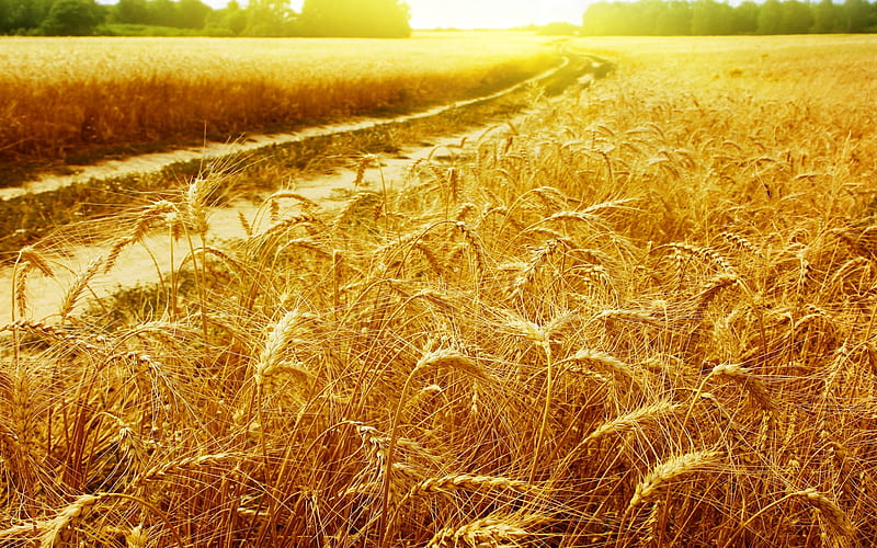 The Golden Fields, pretty, sun, wheat, bonito, sand, gold, fields, way, light, corn, harvest, wheat field, golden, trees, nature, grassland, field, HD wallpaper