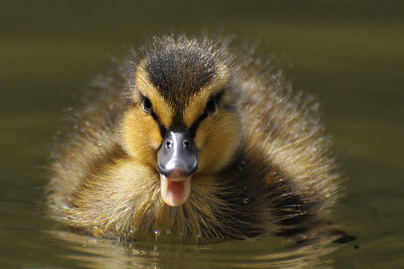 Duckling, rata, yellow, baby, sweet, cute, water, duck, summer, HD wallpaper