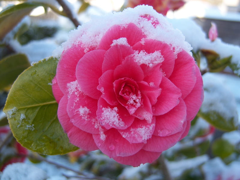 HD snow on camellia wallpapers