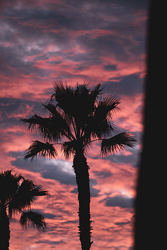 Palm trees, sunset, clouds, dusk, dark, HD phone wallpaper | Peakpx