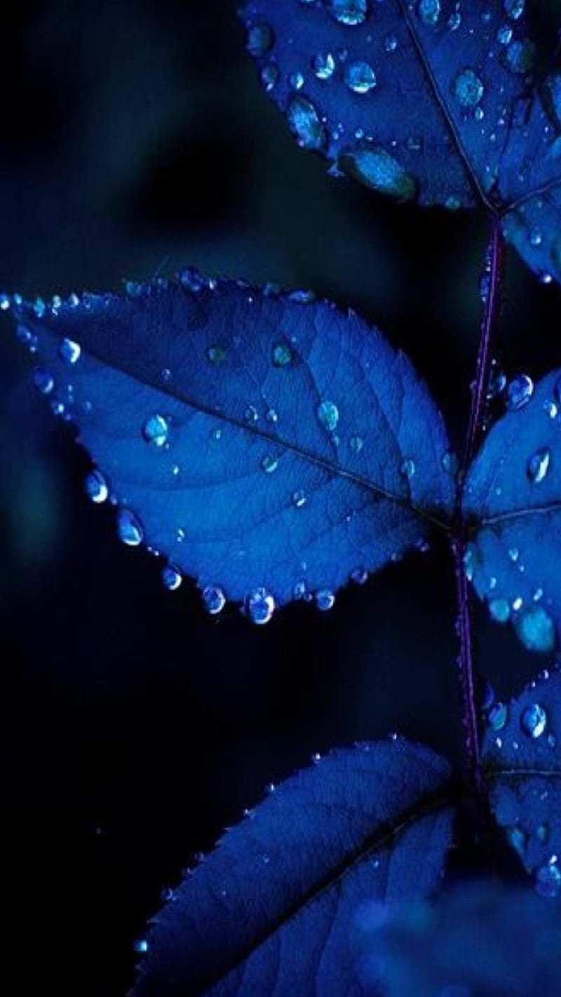 Blue leaf, fsdf, HD phone wallpaper