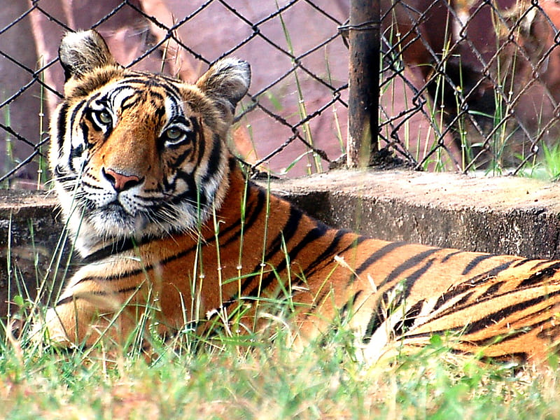 Tiger Caged, zoo, endangered, tiger, cage, HD wallpaper