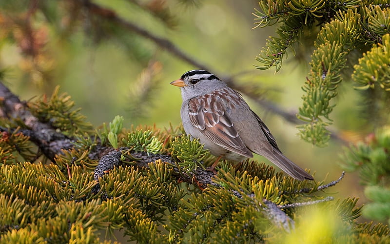 White-crowned Sparrow, animal, bird, sparrow, tree, HD wallpaper