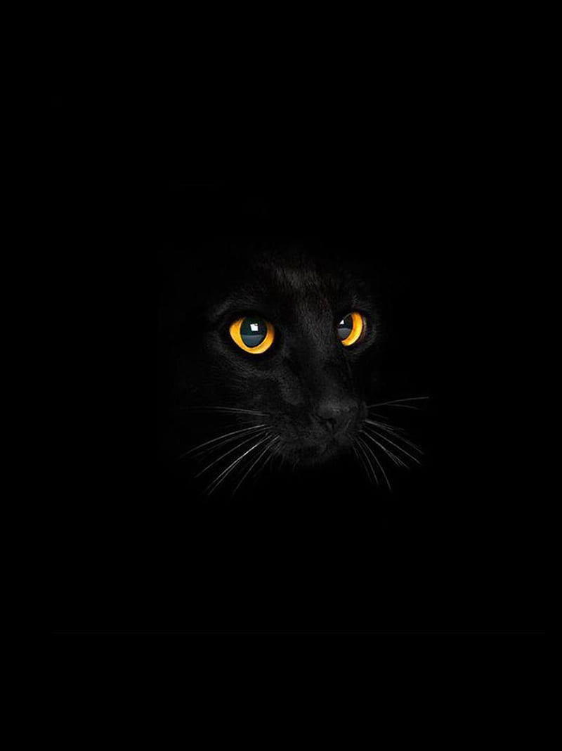 cat, kitten, black, cats, yellow, lockscreen, HD phone wallpaper